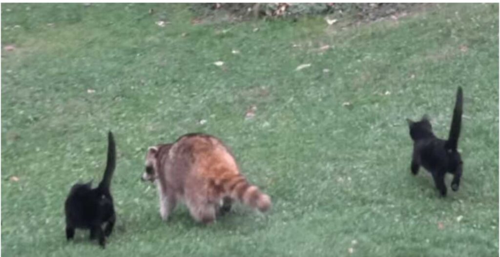 Procione prende il cibo