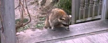 Procione prende il cibo