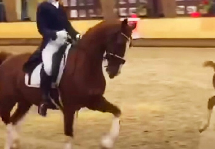 puledro che danza con la sua mamma