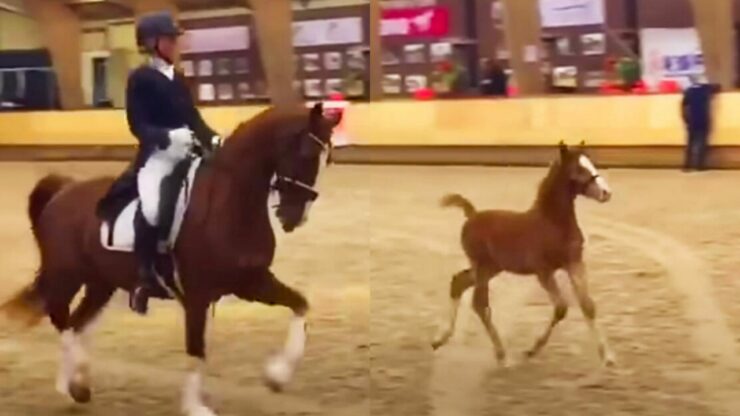 puledro che danza con la sua mamma