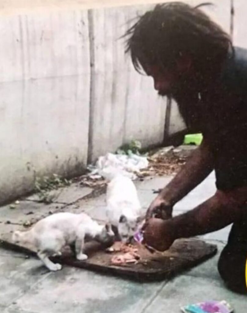 senzatetto sfama i suoi gatti