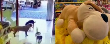 Cani derubano negozio di giocattoli