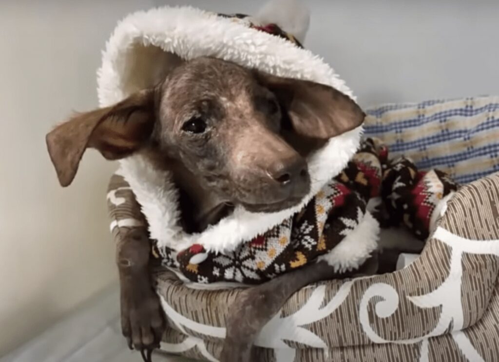 cane malridotto con maglione