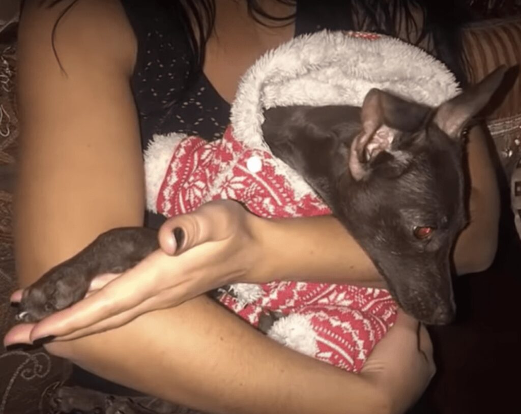 cane con maglione in braccio