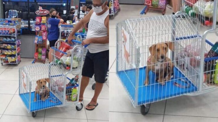 cane in un carrello della spesa