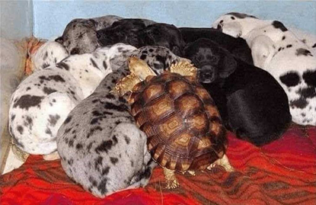 cani che dormono con la tartaruga