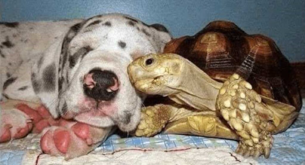 tartaruga con cucciolo