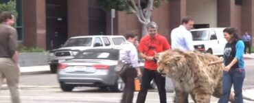 Tigre si avvicina in modo pericoloso ad un bambino