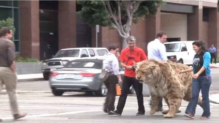 Tigre si avvicina in modo pericoloso ad un bambino