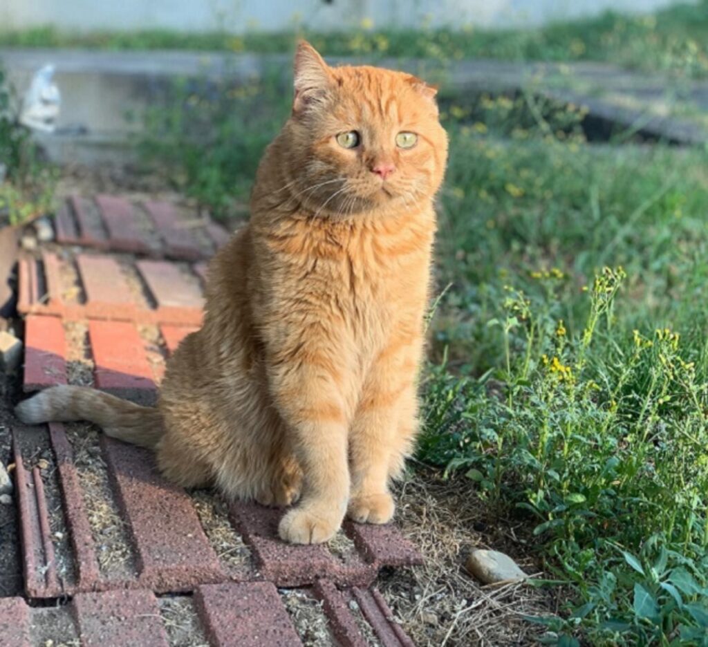 benben in giardino