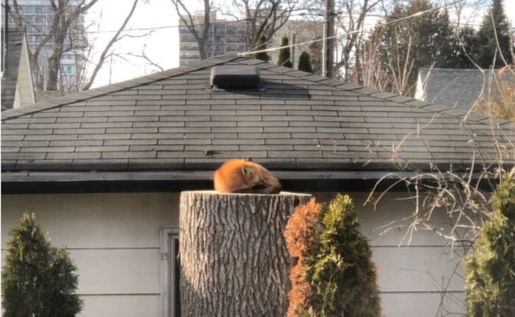 Volpe sonnecchia su un albero