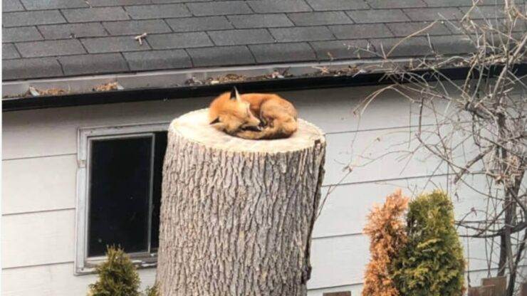 Volpe sonnecchia su un albero