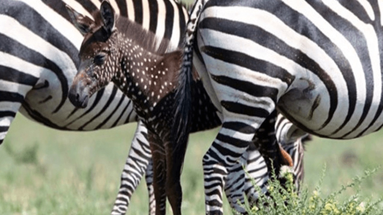 zebra anomala punti