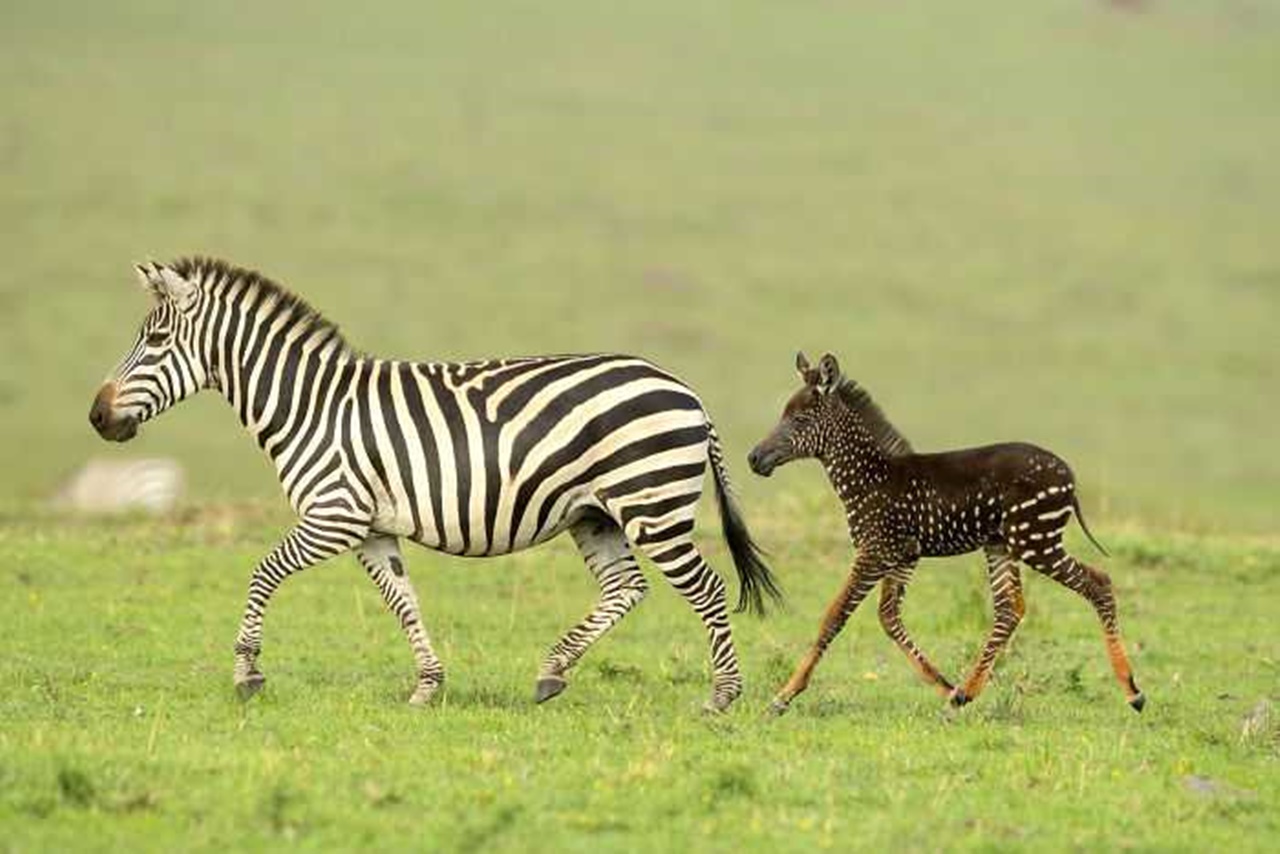 zebra anomala con mamma