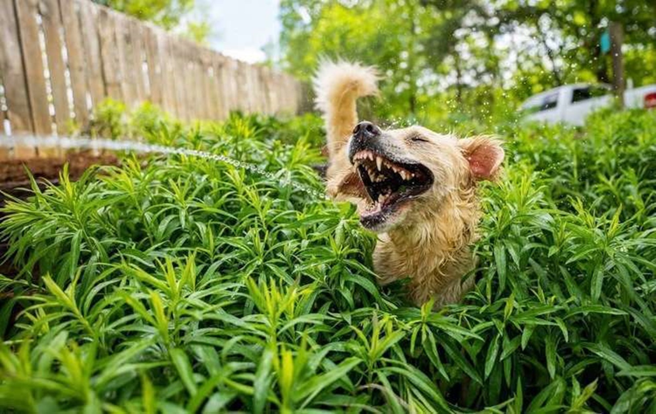 10 foto di animali divertenti cane