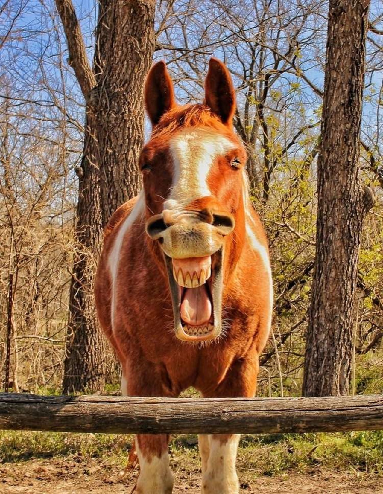 10 foto di animali divertenti denti