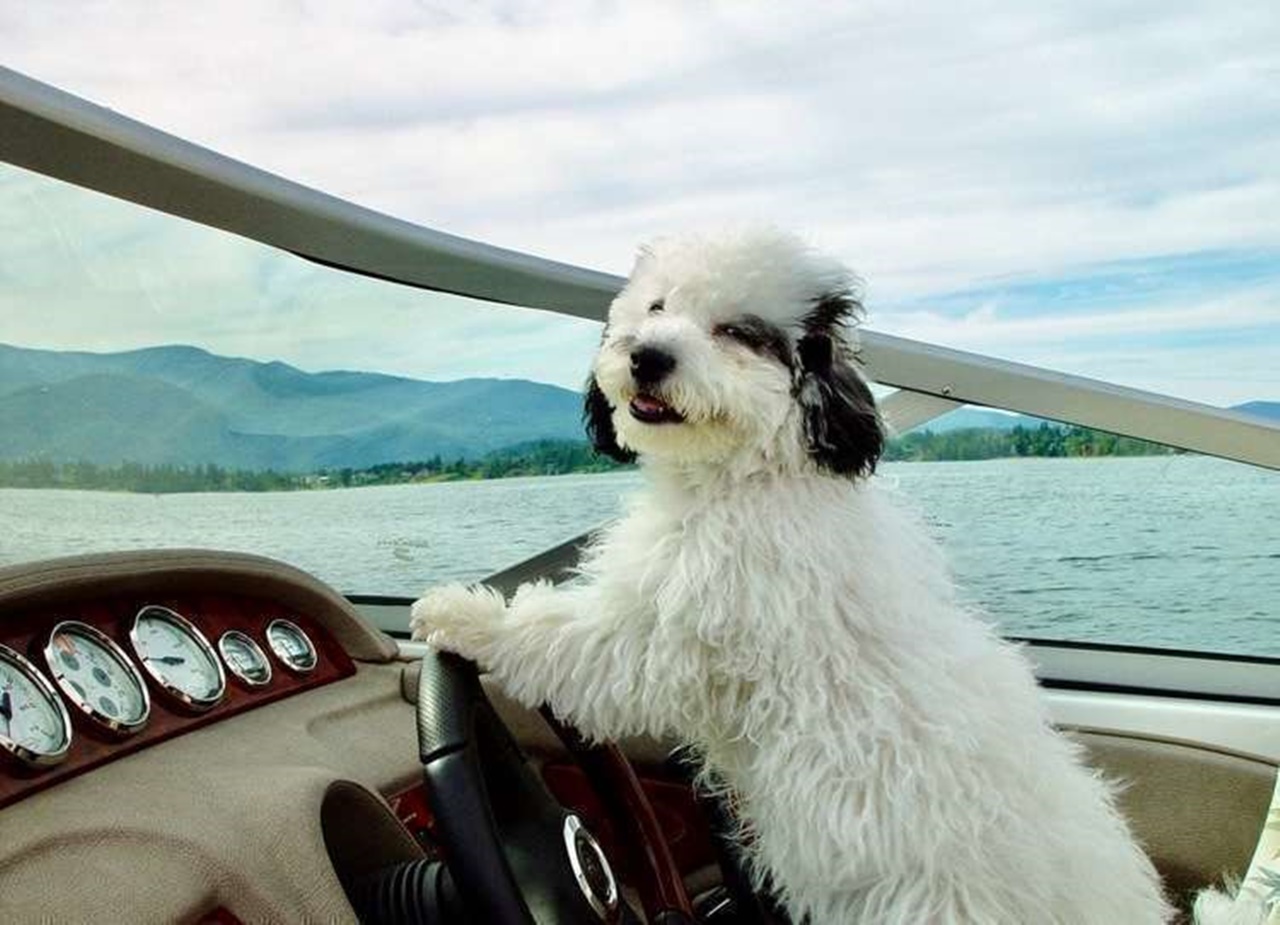 cane guida barca
