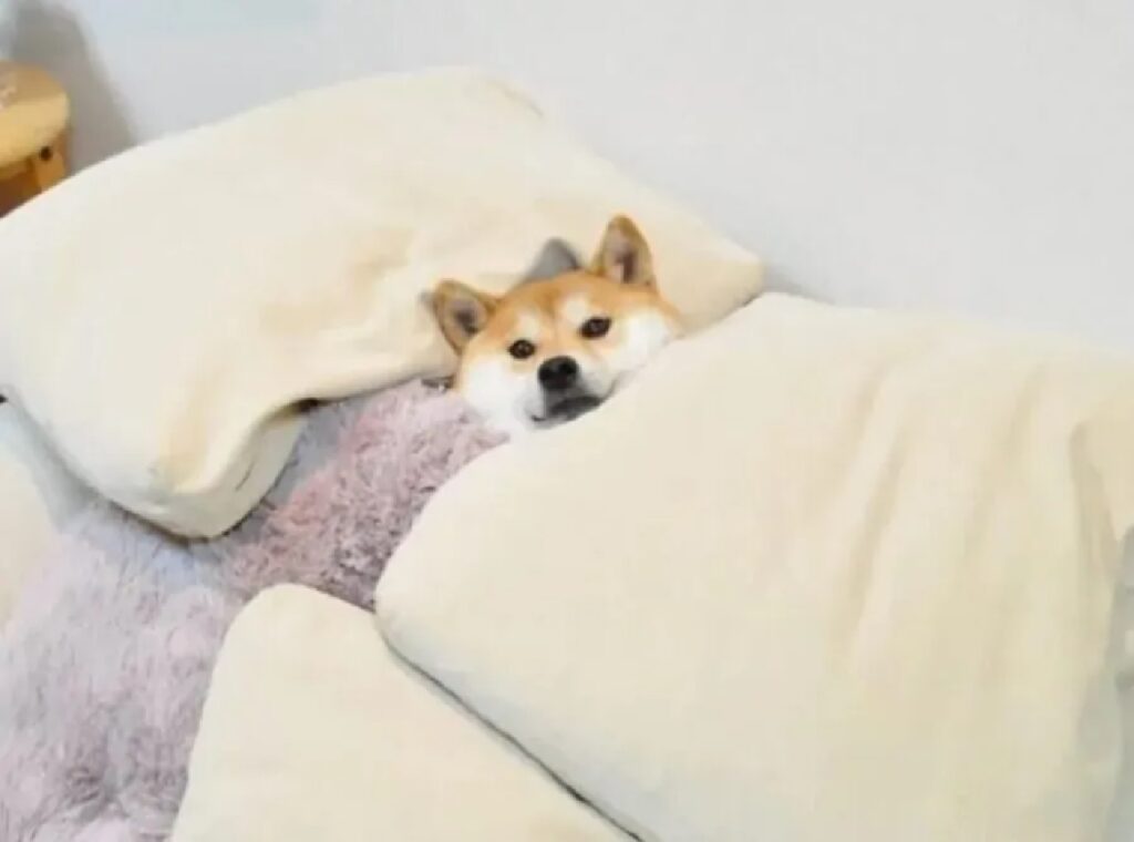 cane shiba dorme sotto coperte