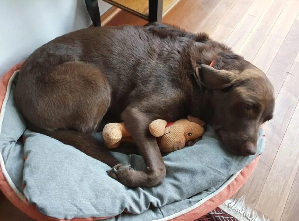 cane con peluche vicino