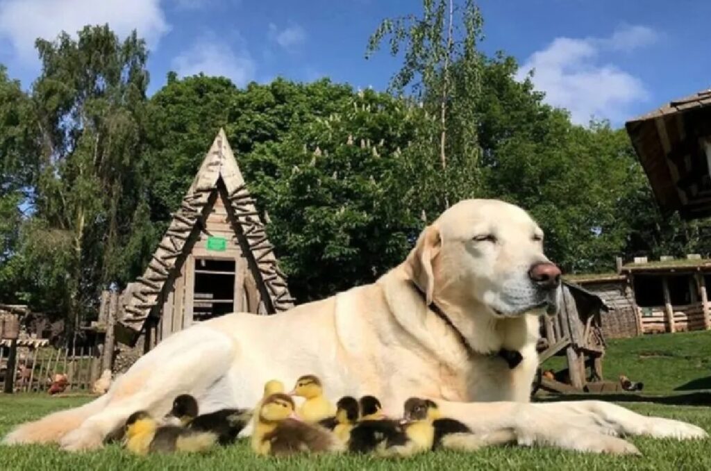 cane papere per terra