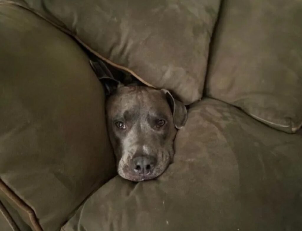 cane tra le pieghe del divano