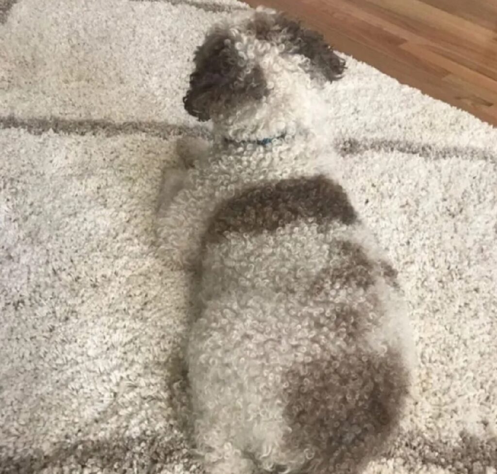 cane stesse macchie del tappeto