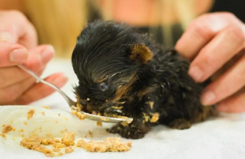 cagnolino mangia dal cucchiaio