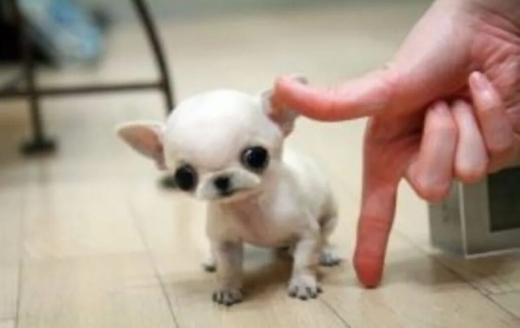cane non può alto di un dito