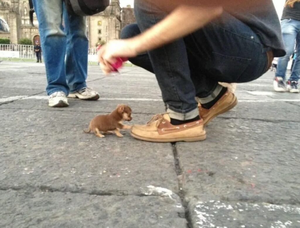 cane grande come punta scarpa