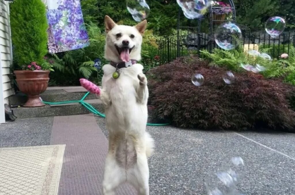 cane gioca con bolle
