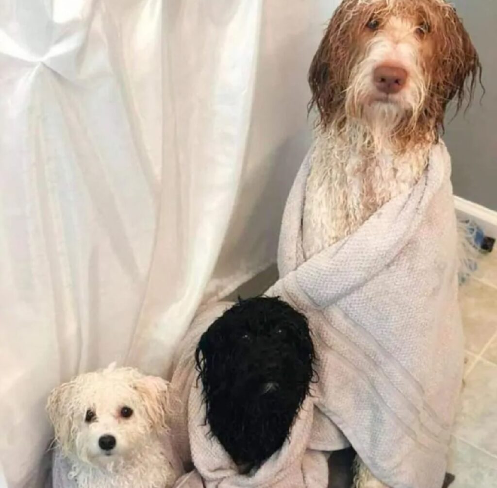 cani con asciugamani poggiati