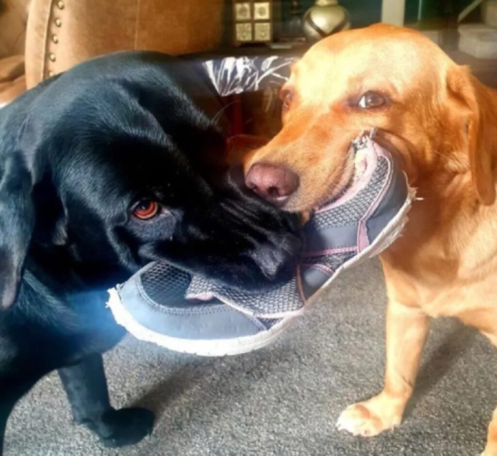 cani litigano per una scarpa