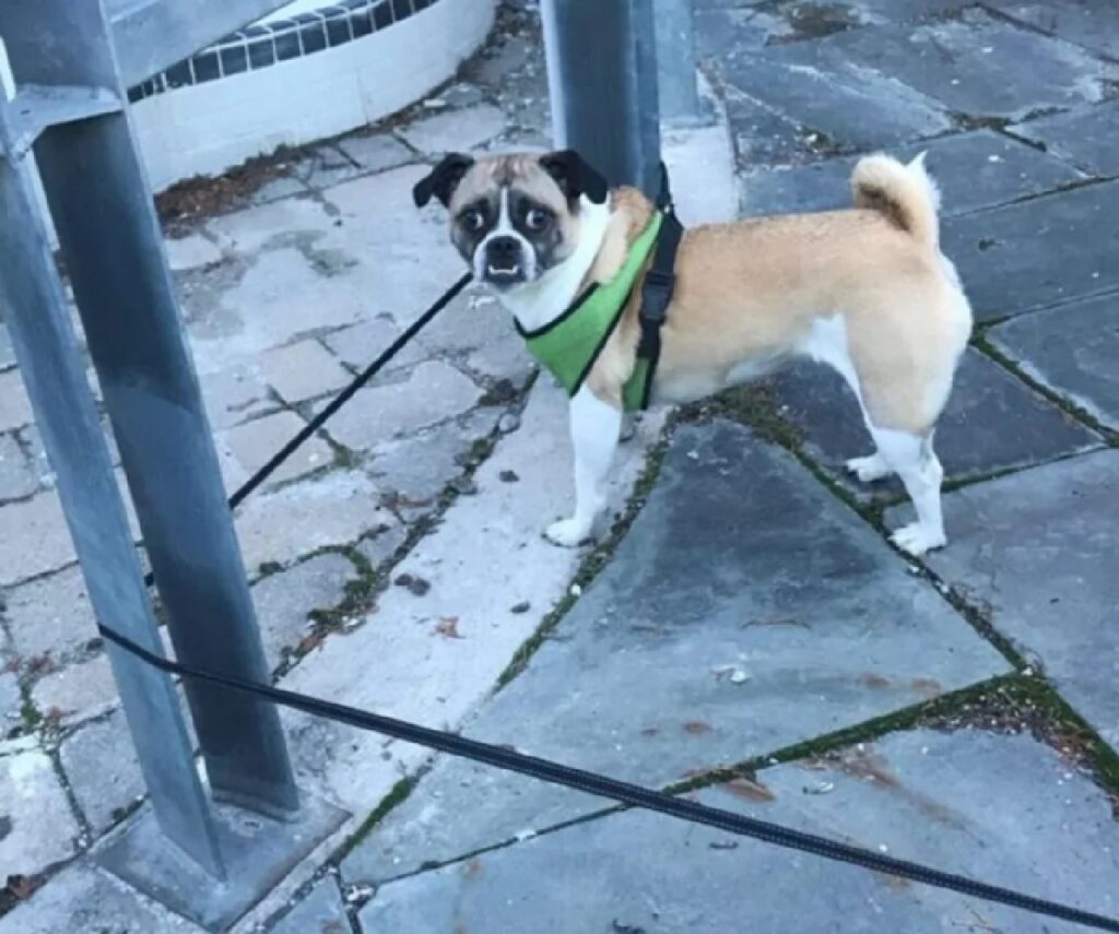 cane guinzaglio si blocca