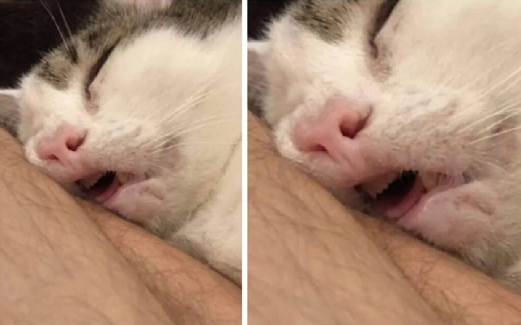 gatto bocca aperta mentre si dorme