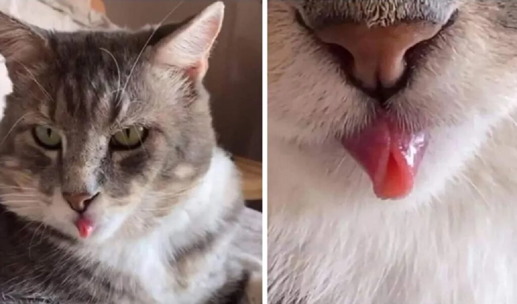 gatto soriano lingua fuori
