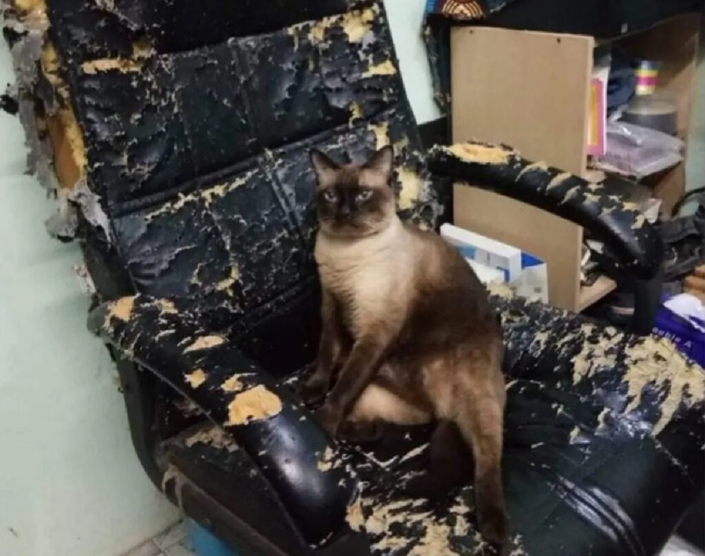 gatto se l'è presa con la sedia ufficio