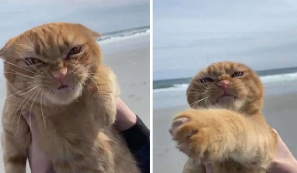 gatto non ama il mare