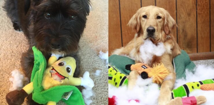 cani che hanno distrutto i loro peluche