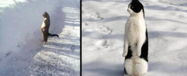 gatti che dimostrano quanto siano simili ad altri animali