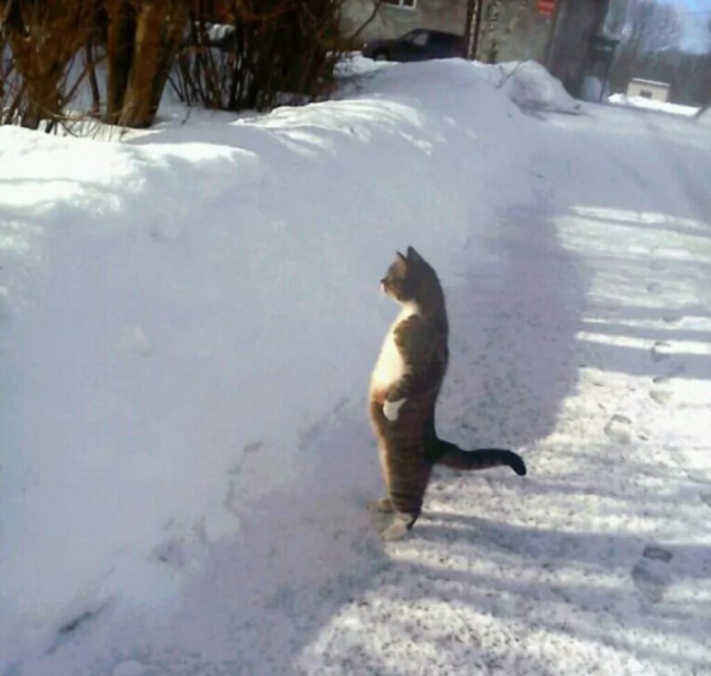 gatto neve bianca