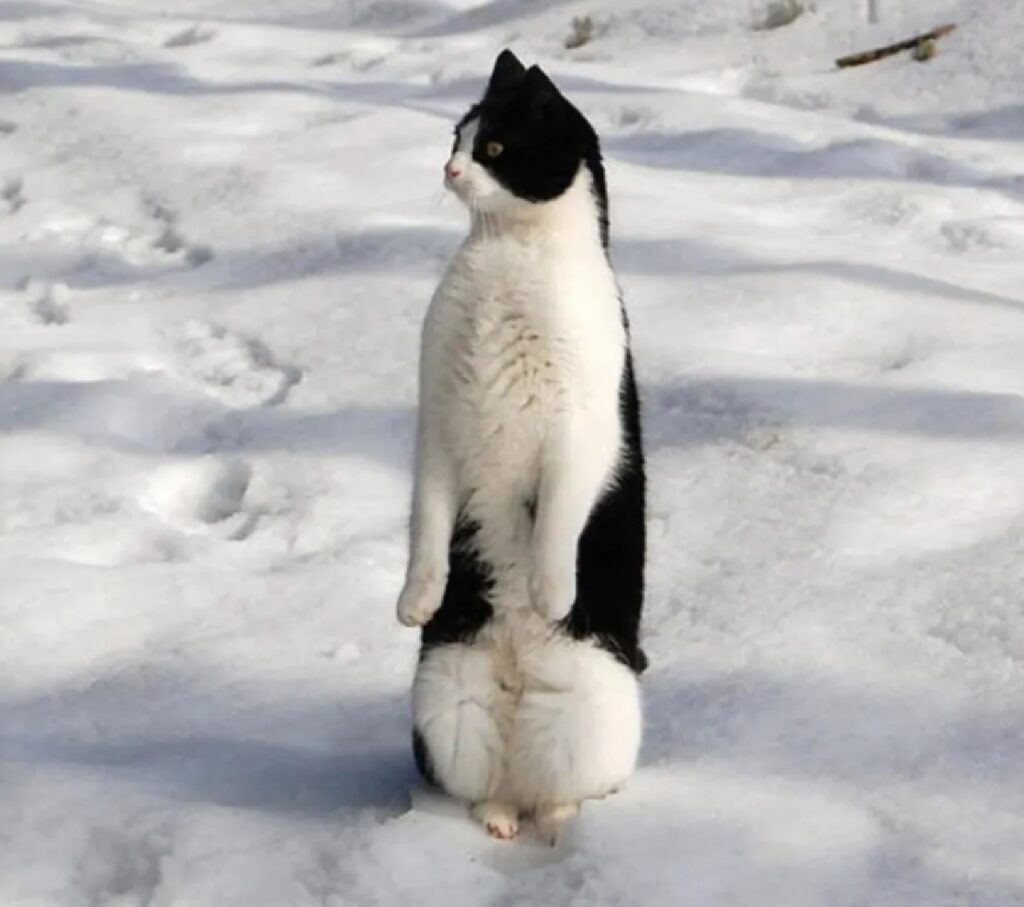 gatto zampe sulla neve