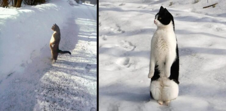 gatti che dimostrano quanto siano simili ad altri animali