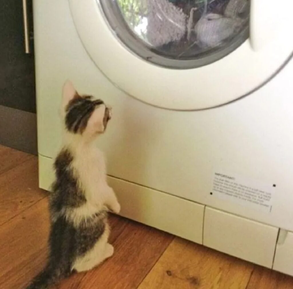 gatto osserva lavatrice