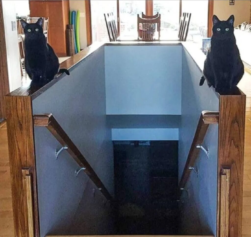 gatti controllano accesso scale