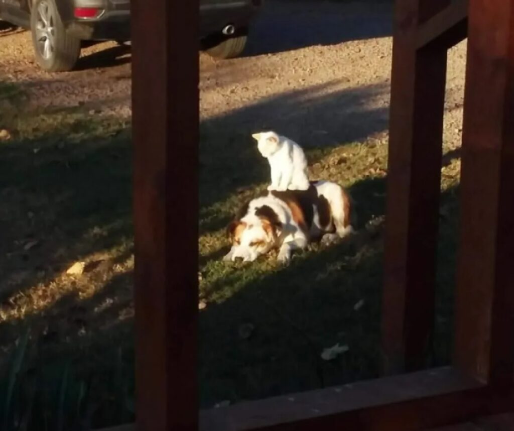 gatto bianco sopra cane