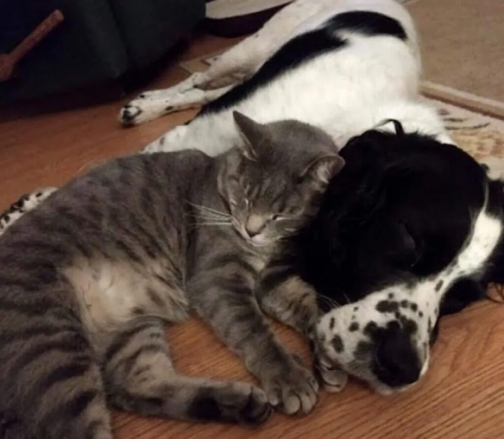 gatto utilizza cane come cuscino