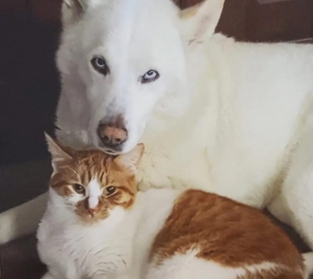 gatto e cane migliori amici