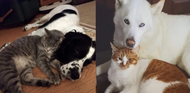 foto che raccontano rapporto gatti e cani