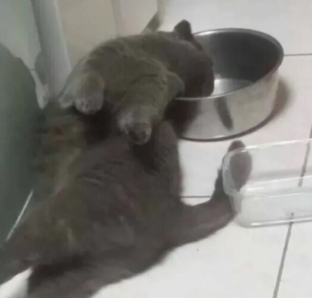 gatto mangia strano