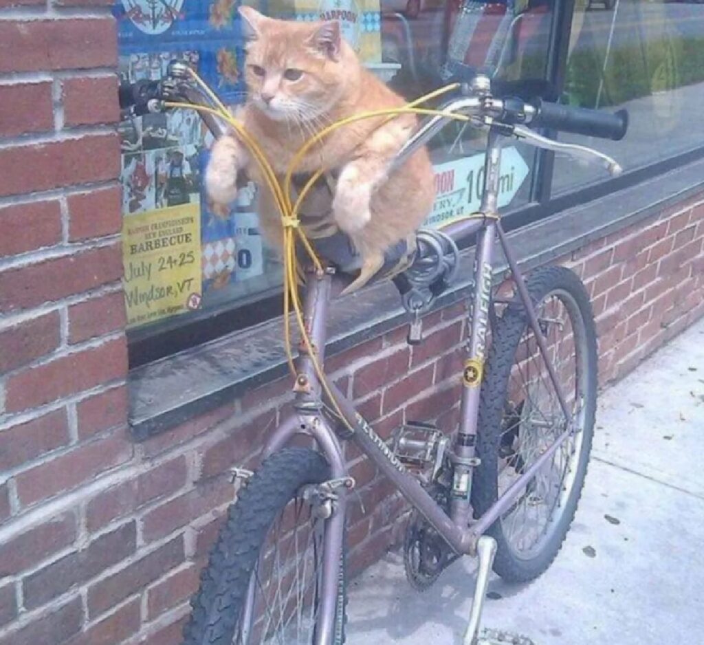 gatto impara a guidare bicicletta